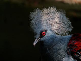 The western crowned pigeon, Goura cristata, also known as the common crowned pigeon or blue crowned pigeon.