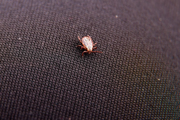 Closeup picture of mite on the black clothes isolated