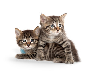Two tabby kittens on white