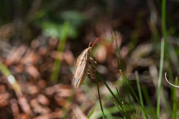 Aelia acuminata, common name Bishop's Mitre - stink bug