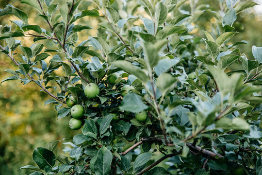 Green Apples in a Tree
