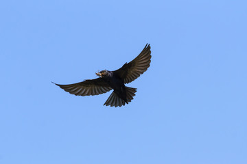 Purple Martin in flight with a dragonfly in its beak. 