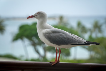 seagull on a balcony. blurred  tropical seascapes in the background