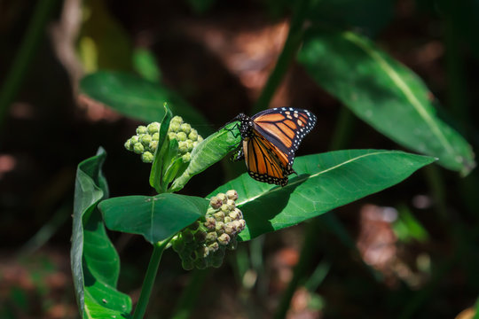 Monarch Butterfly Laying Eggs On A Common Milkweed Plant. 