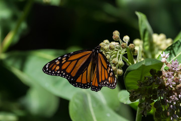 Monarch Butterfly laying eggs on a common milkweed plant. 
