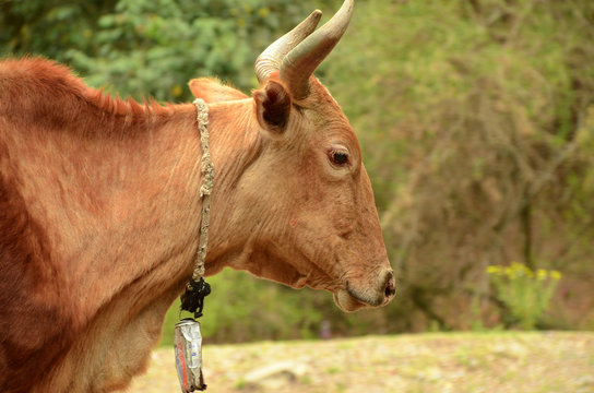 Toro en el bosque, Jujuy Argentina