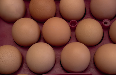 lots of eggs, chicken egg tray, Easter eggs