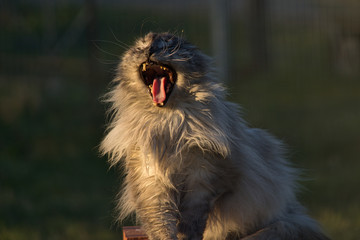 Naklejka premium Graue Türkische Angora Katze genießt Sonnenuntergang, ist müde und gähnt