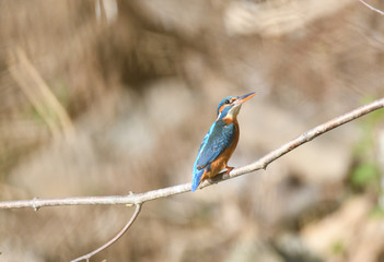 Eisvogelweibchen 