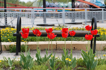 tulips and dandelions in a flower bed in front of a Park bench.