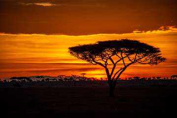 Naklejka na ściany i meble Acacia trees at sunrise on the Serengeti