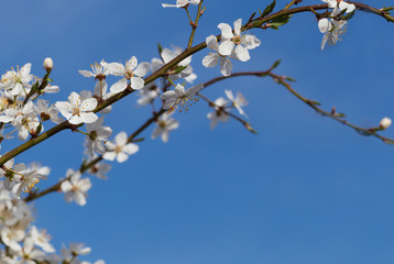 branch of spring tree over blue sky with copyspace