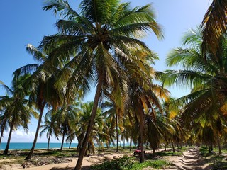 caminho, estrada, rua, na areia entre palmeiras e coqueiros