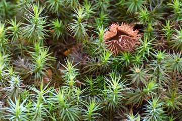 skorupka kasztana w lesie