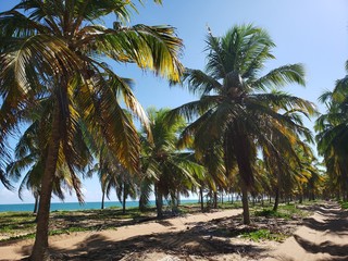 Fototapeta na wymiar caminho, estrada, rua, na areia entre palmeiras e coqueiros