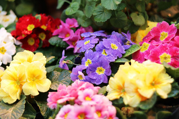 Primrose flowers close up. Seedlings in the store