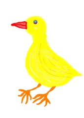 Little yellow bird on a white background - Lilleaker 