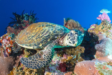 Naklejka na ściany i meble sea turtle and coral