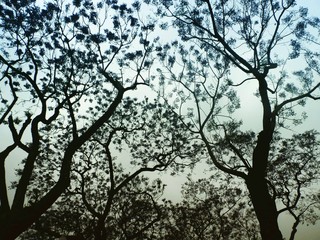 silhouette of a tree