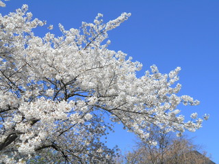 Kirschblüte