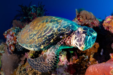 green sea turtle