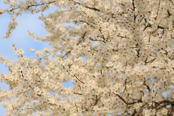 blossoming apple tree