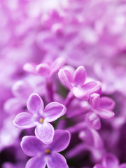 Lilac flowers closeup, soft focus, toned. Floral background 	