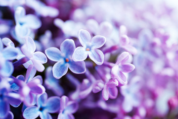 Fototapeta na wymiar Lilac flowers closeup, soft focus, toned. Floral background 