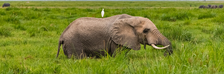 Western cattle egret on the back on an baby elephant in Africa, funny animals in the savannah