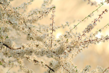 flowering spring tree
