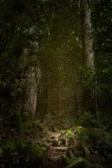 Fotobehang Betoverde Bos Yakushima, ancient forest, cedar forest, Kagoshima, enchanted forest, osumi island, kyushu, Natural World Heritage Site, sugi  © Pauline