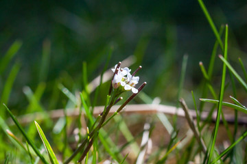 Cardamine impatiens, the narrowleaf bittercress or narrow-leaved bitter-cress