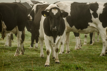 stado krów na pastwisku © Tomasz