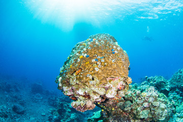 coral reef