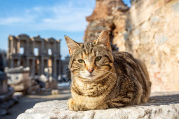 Ephesus ancient city and cat