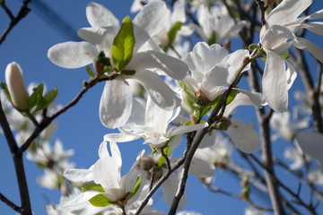 white blooming magnolias on the blue sky