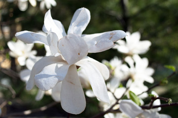 white blooming magnolias on the blue sky