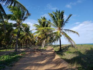 Fototapeta na wymiar caminho nas palmeiras, coqueiros, coco, praia, paraíso, natureza