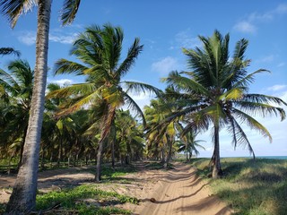 Fototapeta na wymiar caminho nas palmeiras, coqueiros, coco, praia, paraíso, natureza