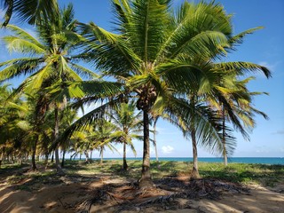 palmeiras, coqueiros, paraíso, natureza, praia, mar