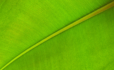 Detail of a vivid green ficus leaf against sunlight, selective focus. Tropical flower ficus...