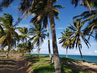 palmeiras, coqueiros, paraíso, natureza, praia, mar