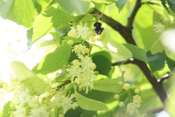green leaves on a tree