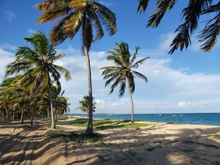 Fototapeta na wymiar palmeiras, coqueiros, paraíso, natureza, praia, mar