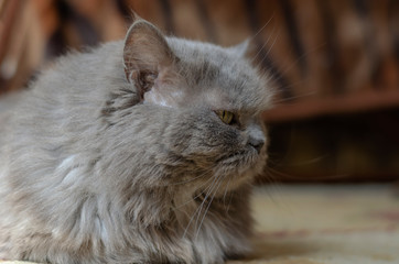 Portrait of a gray domestic cat.