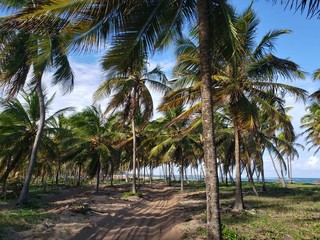 Fototapeta premium estrada,rua, entre palmeiras, areia, natureza, praia, paraíso