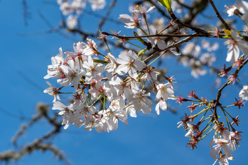 Close up of cherry blossom branch with bumble bee against deep blue sky background.