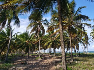 Obraz premium estrada,rua, entre palmeiras, areia, natureza, praia, paraíso