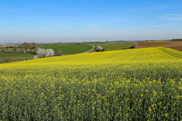 Raps Field - Cultivated colorful raps field in Germany.