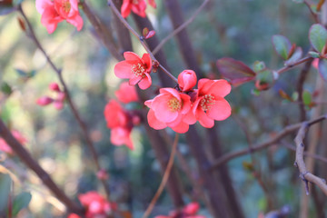 Japanese quince - Chaenomeles, small spring red flower